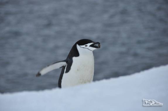 Com todo o cuidado, pinguim chinstrap carrega pequena pedra para fazer seu ninho em Half Moon Island, na Antártida